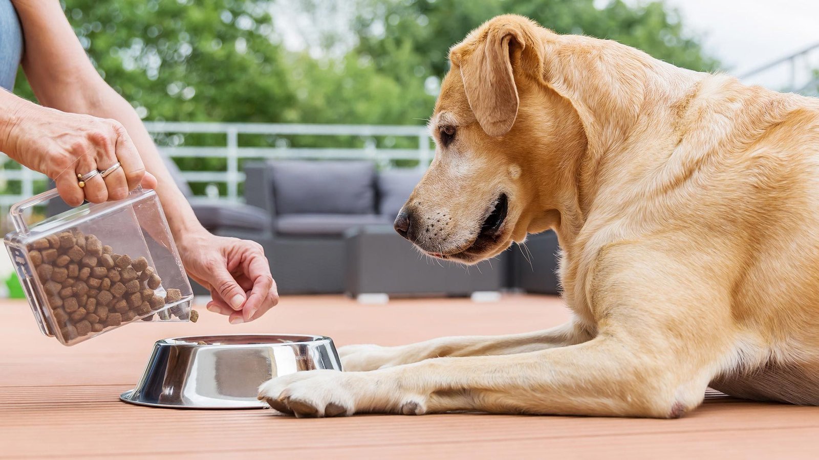 Choosing the Right Pet Food