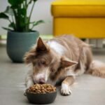 Choosing the Right Pet Food Choosing the Right Pet Food