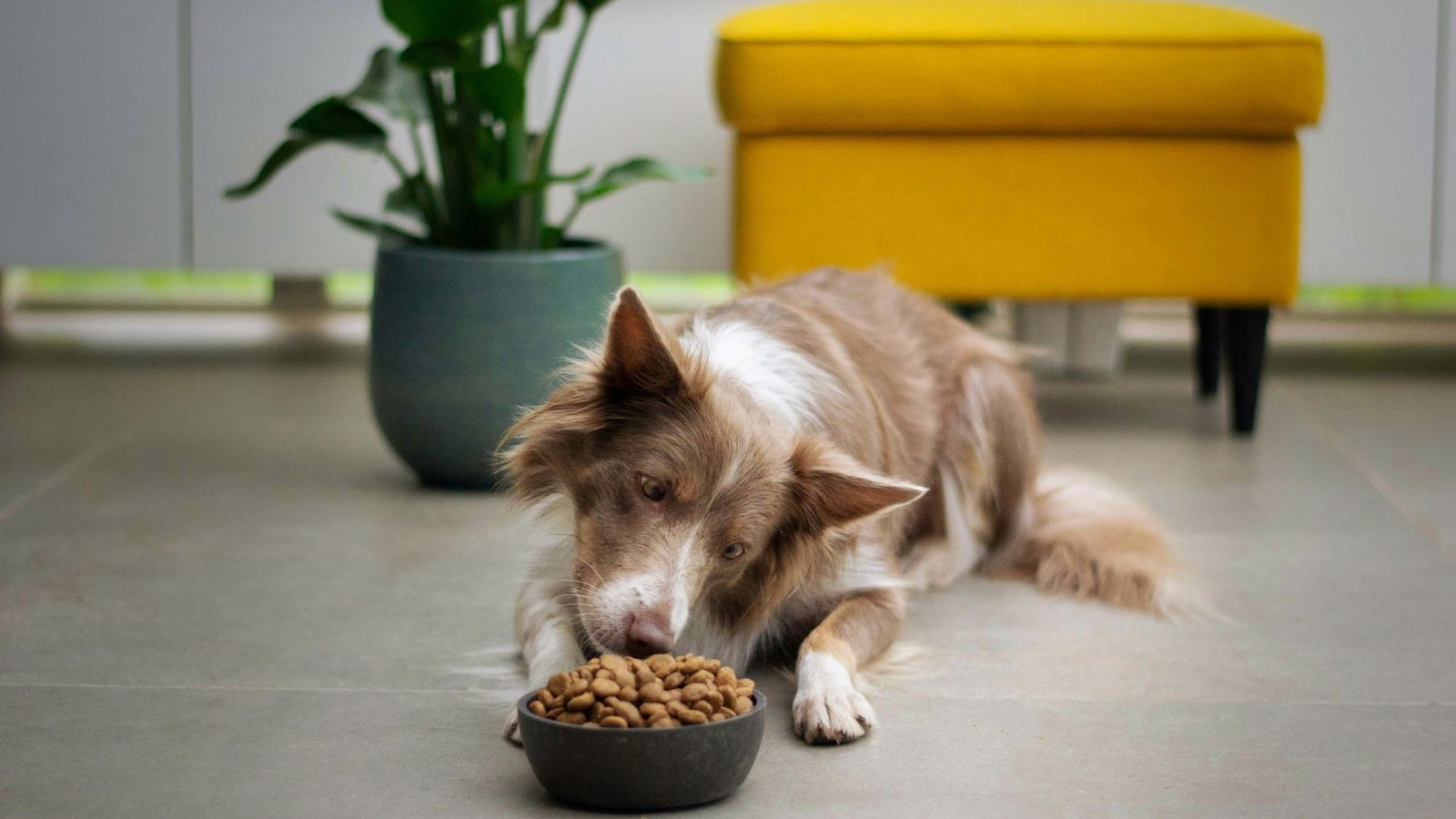 Choosing the Right Pet Food