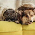 a cat and a dog