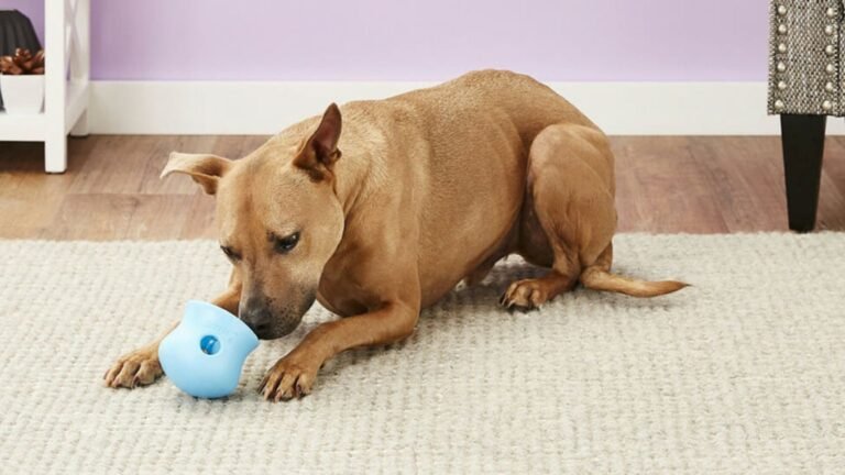 DIY Pet Toys: Creative and Safe Ideas