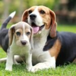 Top Dog Breeds for Families