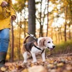 Encouraging Playtime for Your Pets