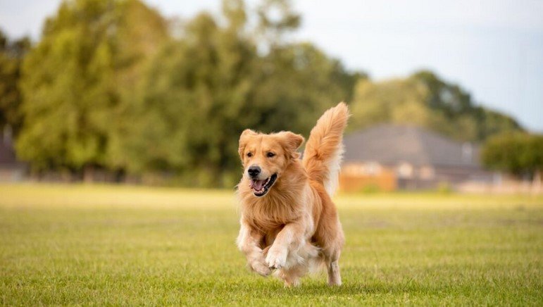 a dog running 