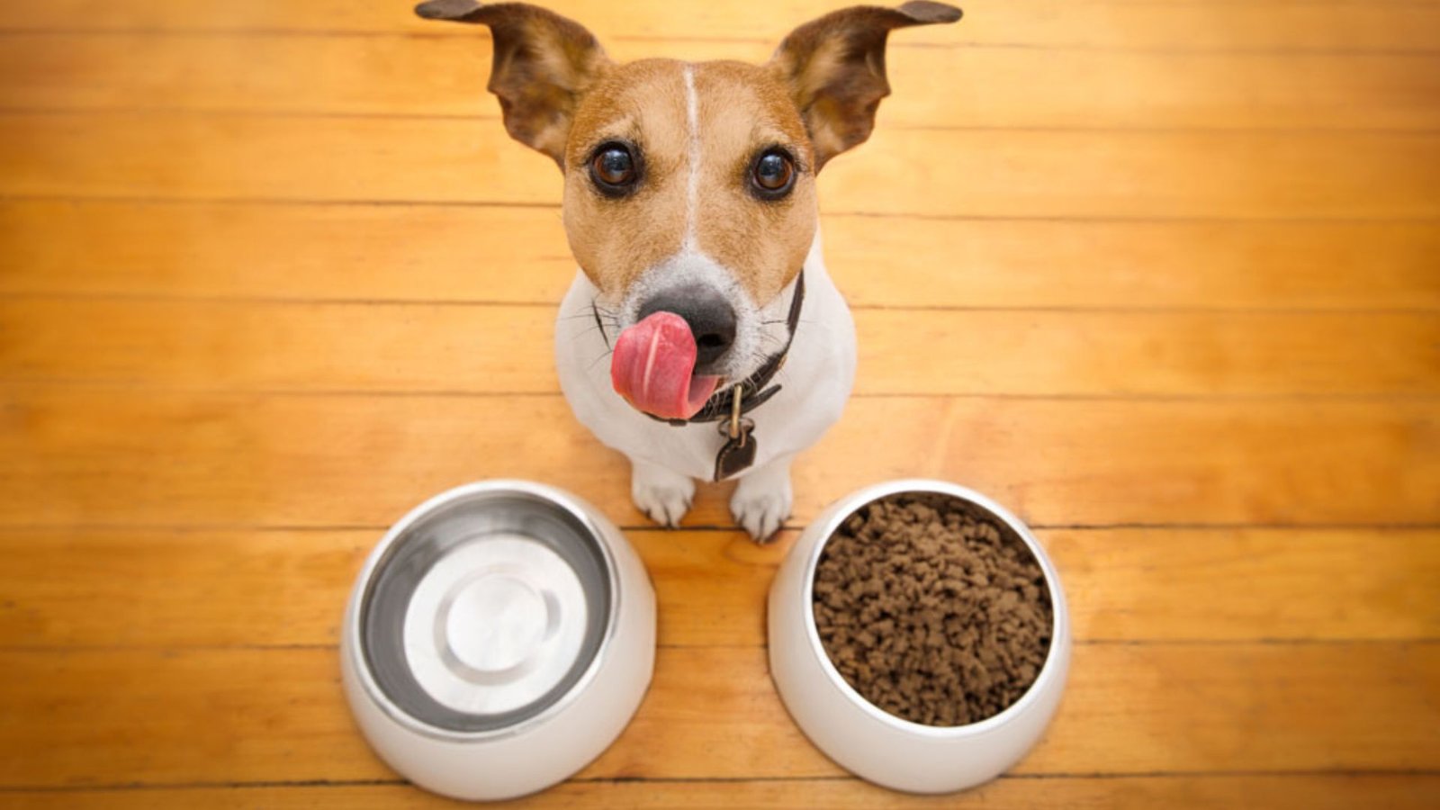 How to Choose the Best Pet Food