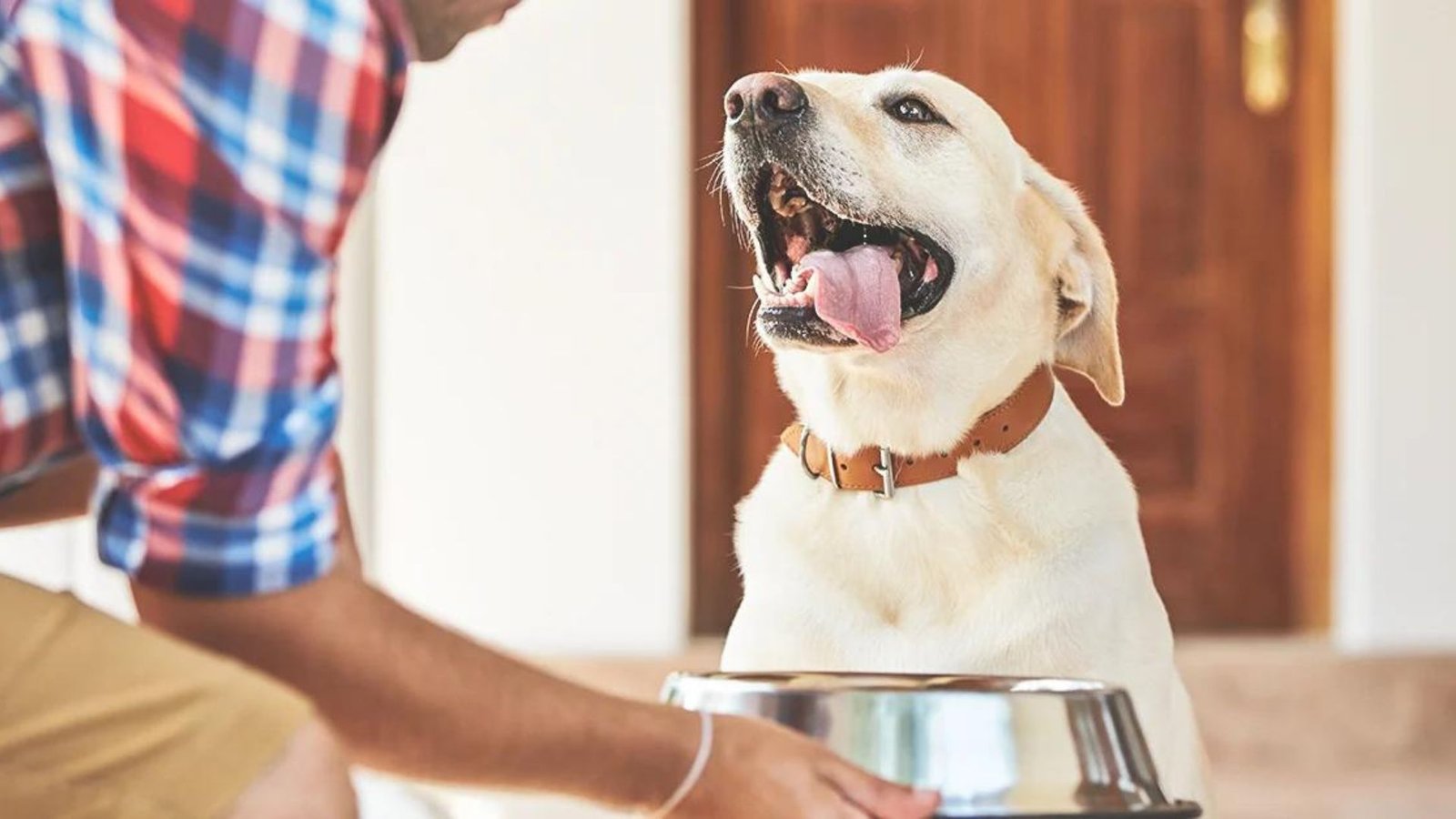 How to Choose the Best Pet Food