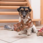 How to Handle Pet Behavioral Issues