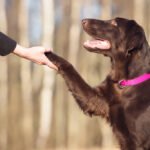 How to Train Your Pet Effectively How to Train Your Pet Effectively