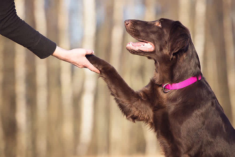 How to Train Your Pet Effectively