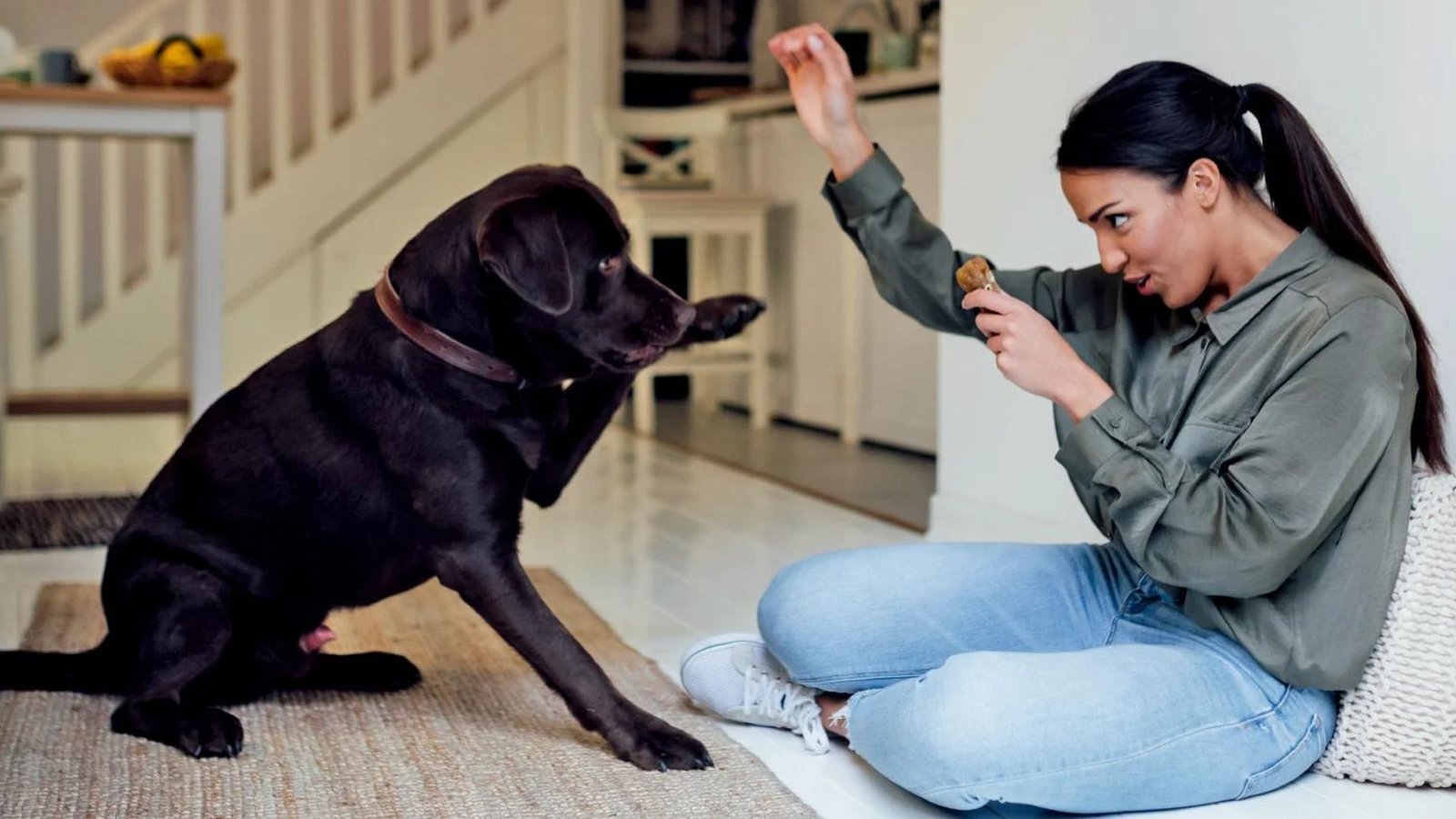 How to Train Your Pet with Positive Reinforcement