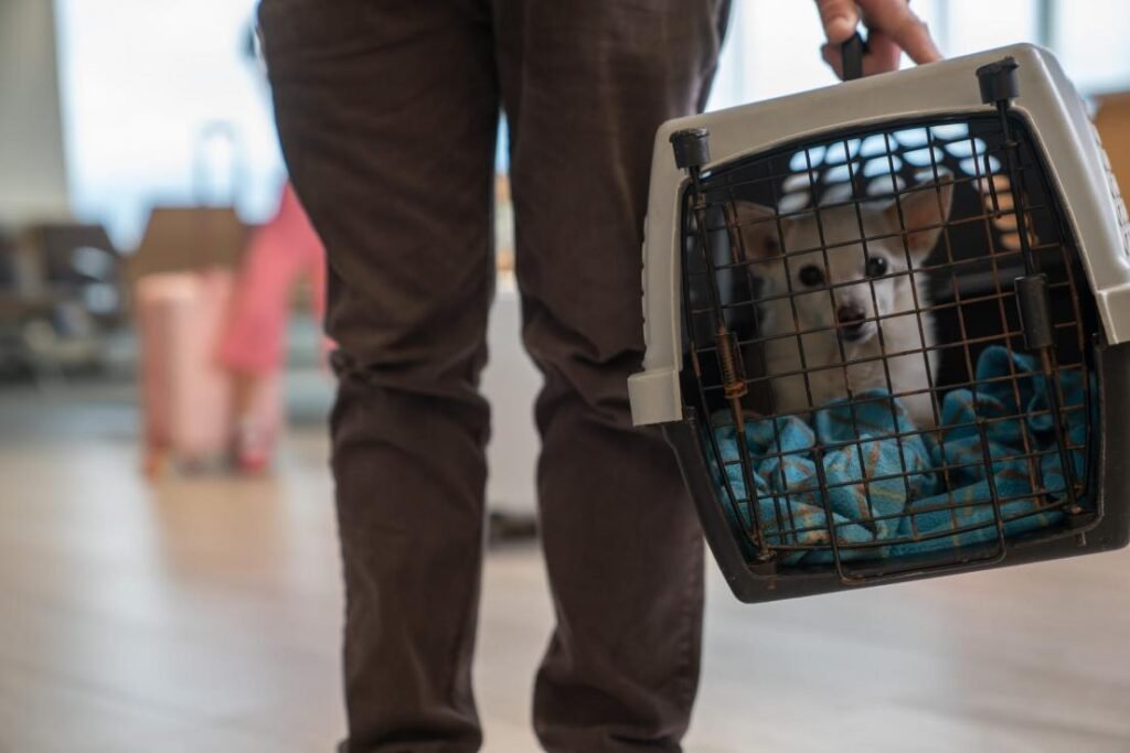 How to Travel with Your Pet Safely