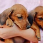 Pet Adoption