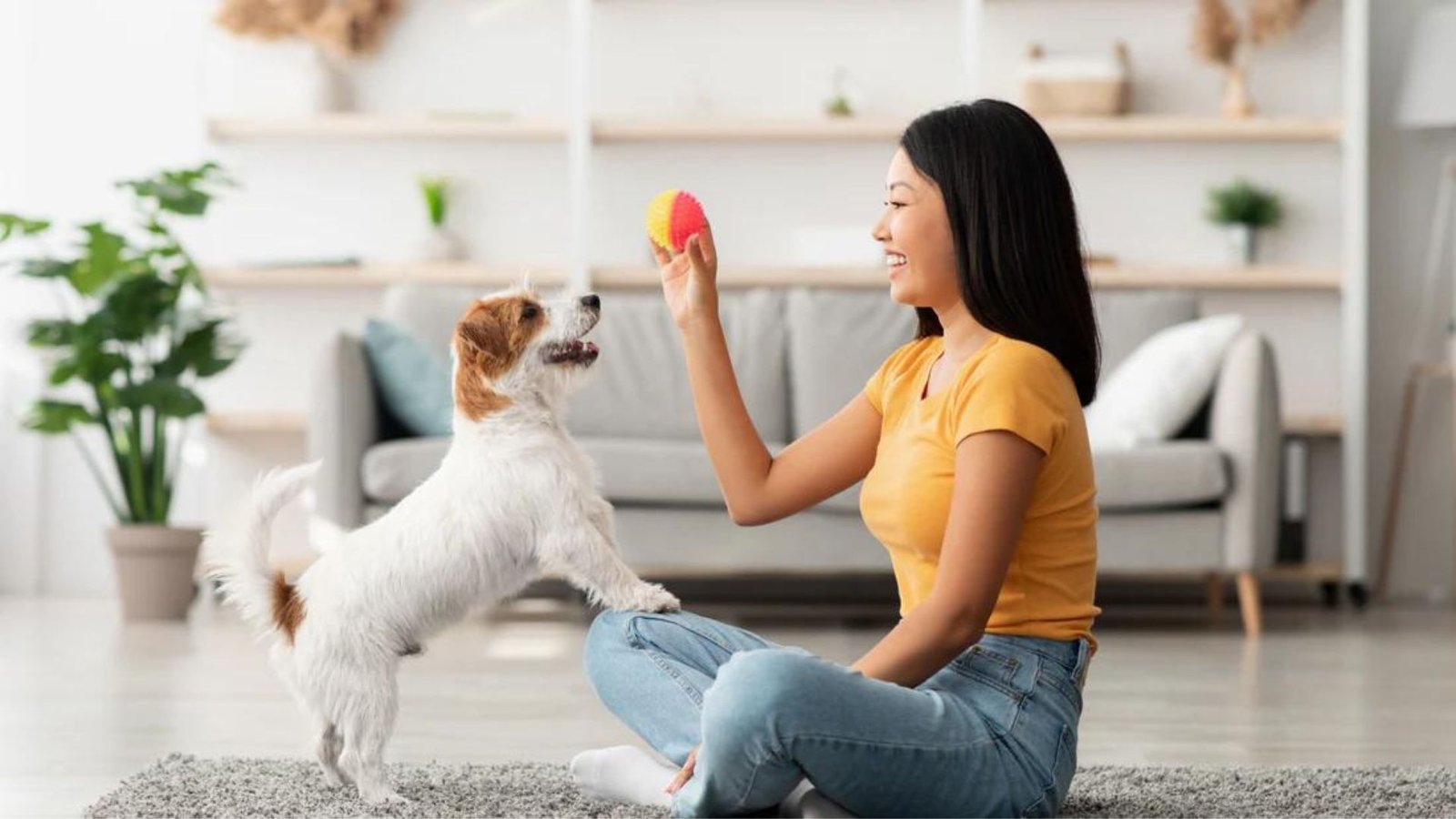 Pet Training Techniques for Beginners