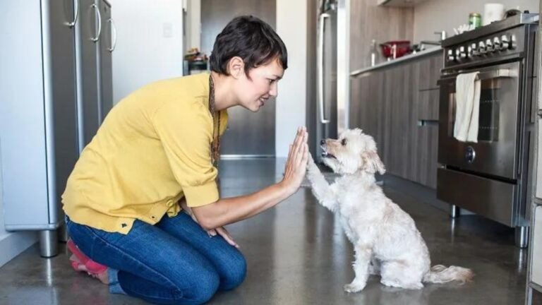 Pet Training Techniques for Beginners