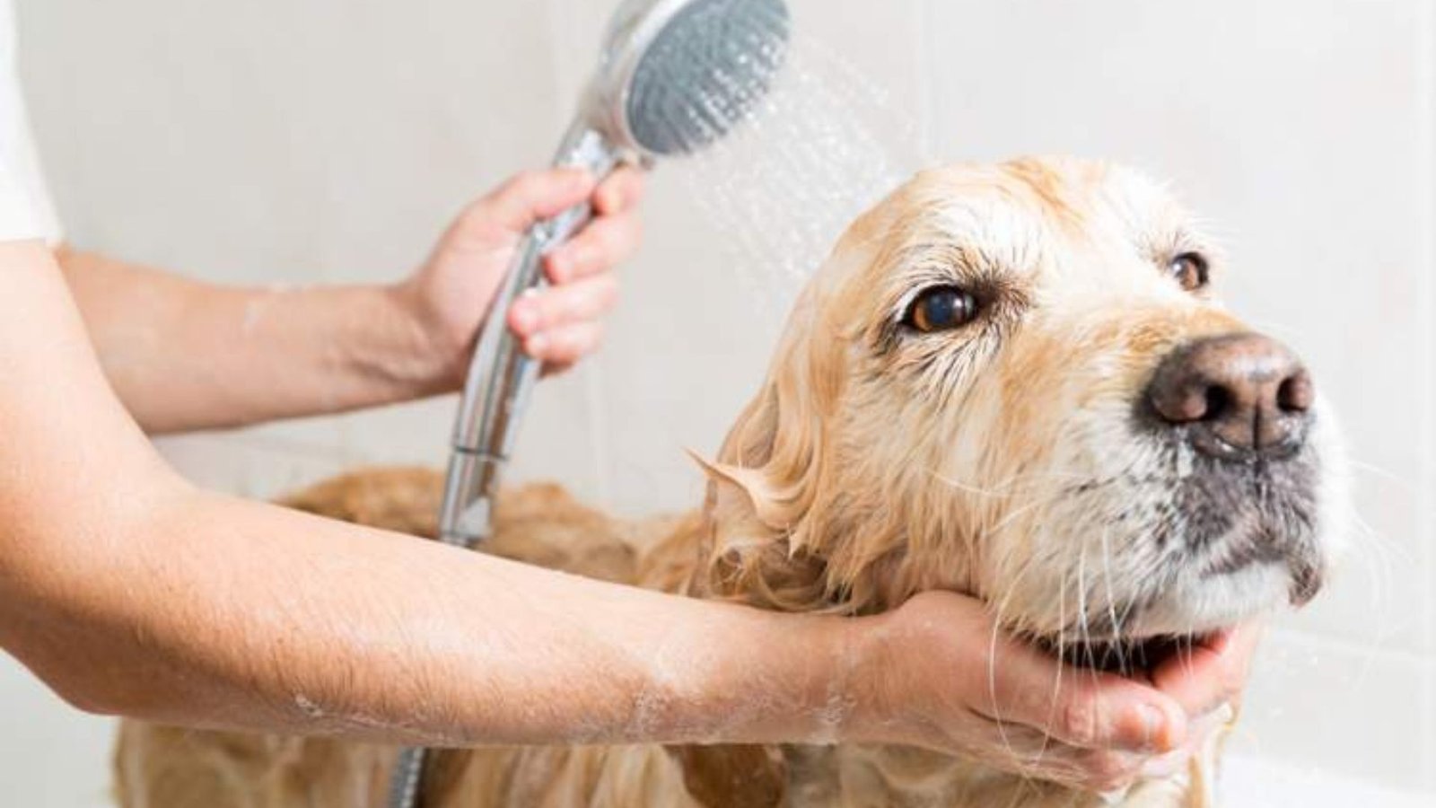 Bathing Your Dog at Home