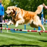 a dog being trained