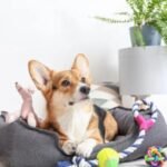 Trendy Pet Accessories for 2024