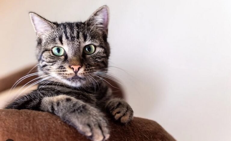 Understanding Cat Behavior: What Your Feline Friend Needs